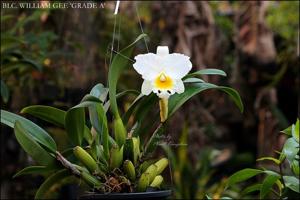 Rhyncholaeliocattleya William Gee