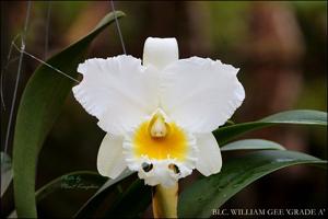 Rhyncholaeliocattleya William Gee