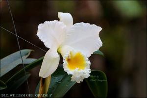 Rhyncholaeliocattleya William Gee