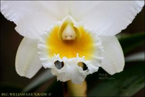 Rhyncholaeliocattleya William Gee