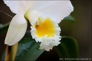 Rhyncholaeliocattleya William Gee