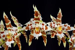 Oncidium Wilckeanum