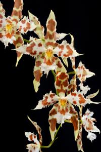 Oncidium Wilckeanum