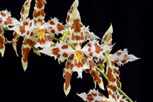 Oncidium Wilckeanum