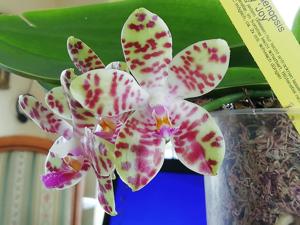 Phalaenopsis KS Super Zebra-Joey