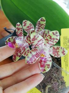 Phalaenopsis KS Super Zebra-Joey