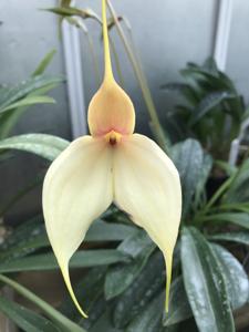 Masdevallia Bridie