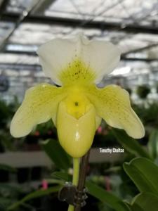 Paphiopedilum Whitemoor