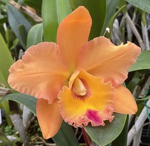 Rhyncholaeliocattleya Waianae King