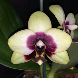 Phalaenopsis Nobby's Shadowy