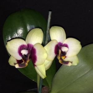 Phalaenopsis Nobby's Shadowy