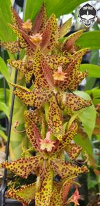 Cycnoches Naruto