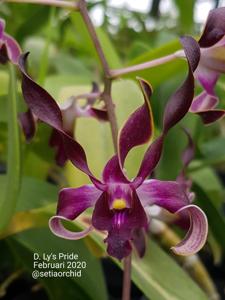 Dendrobium Ly's Pride