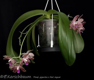 Phalaenopsis gigantea-Red Jaguar