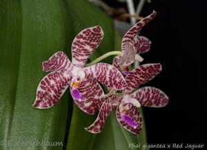 Phalaenopsis gigantea-Red Jaguar