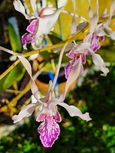 Dendrobium Sunda Islands