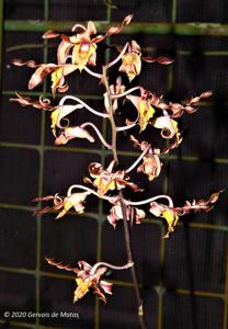 Dendrobium Burana Twist