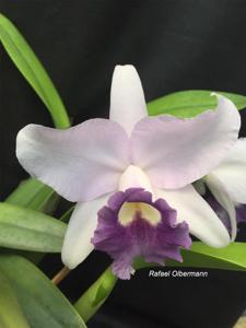 Cattleya Whealgas