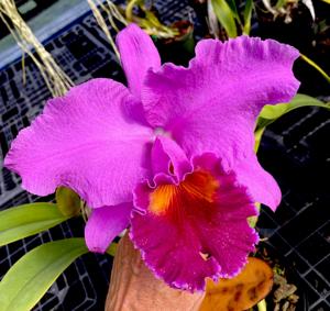 Rhyncholaeliocattleya Memoria Grant Eichler