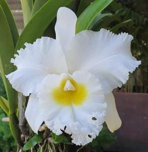 Rhyncholaeliocattleya Siam White