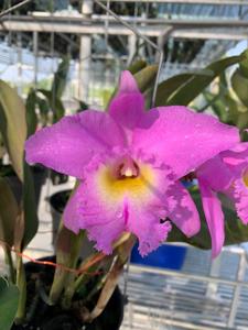 Rhyncholaeliocattleya Duh's White