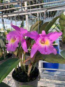 Rhyncholaeliocattleya Duh's White