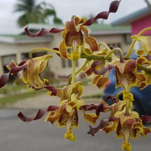 Dendrobium Jamaica Jheri Curl