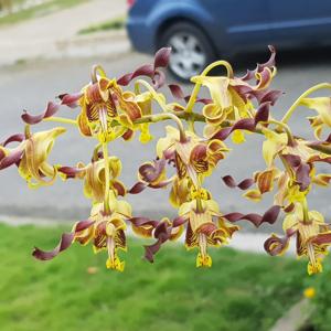 Dendrobium Jamaica Jheri Curl