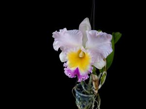 Rhyncholaeliocattleya Phuchifah