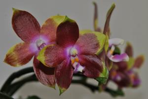 Phalaenopsis Tying Shin Fly Eagle