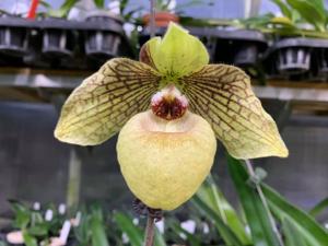 Paphiopedilum Norito Hasegawa