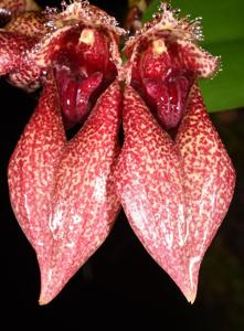 Bulbophyllum JM Guilloty