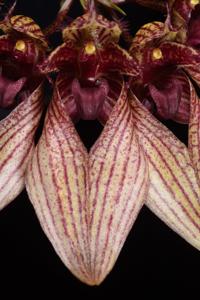 Bulbophyllum JM Guilloty