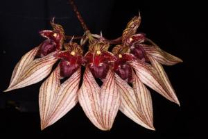 Bulbophyllum JM Guilloty