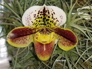 Paphiopedilum Milmoore