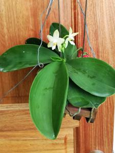 Phalaenopsis James P Folsom