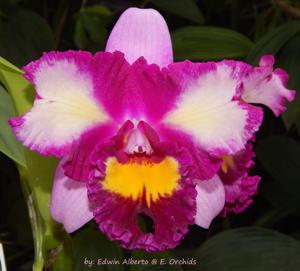 Rhyncholaeliocattleya Hsinying Mini Beauty