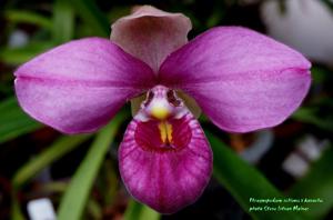 Phragmipedium Eumelia Arias