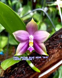 Phalaenopsis Mituo Blue Bear