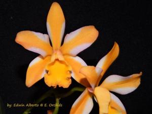 Cattlianthe Candy Corn