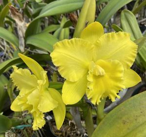 Rhyncholaeliocattleya Karen's Sunrise