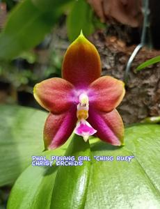 Phalaenopsis Penang Girl