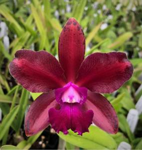 Cattleya Pilar Fonseca