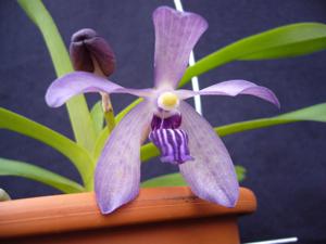 Vanda cristata-coerulea