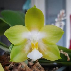 Phalaenopsis Lioulin Green Eagle