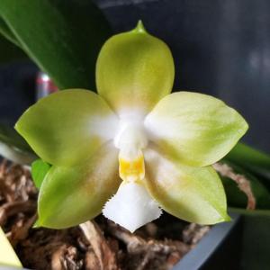 Phalaenopsis Lioulin Green Eagle