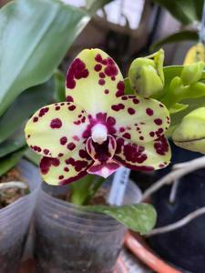 Phalaenopsis RF Moon