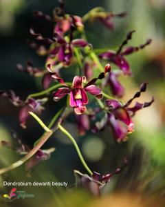 Dendrobium Dewanti Beauty