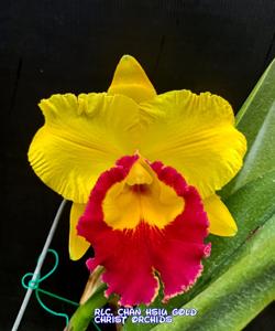 Rhyncholaeliocattleya Chan Hsiu Gold