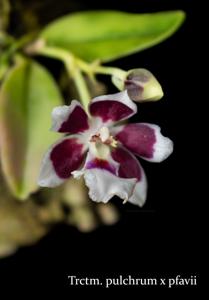 Trichocentrum Larry Sexton